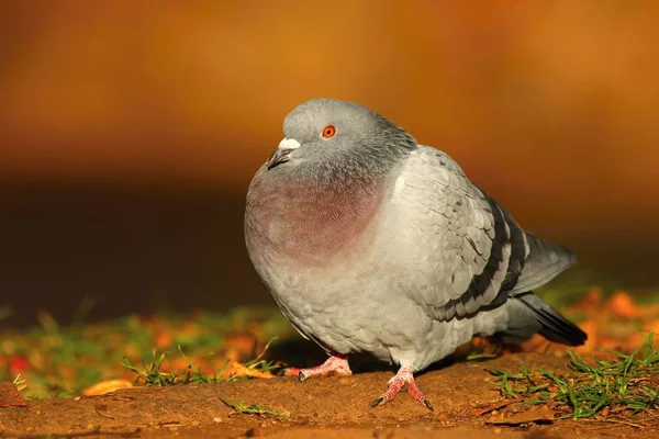 Sonbaharın güzel güvercin — Stok fotoğraf