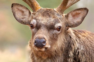 Kızıl geyik Cervus nippon portre