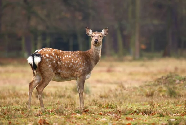 Deer Cervus nippon female — Stock Photo, Image