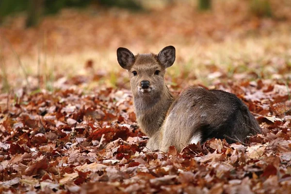 Little red deer Cervus nippon — Stockfoto