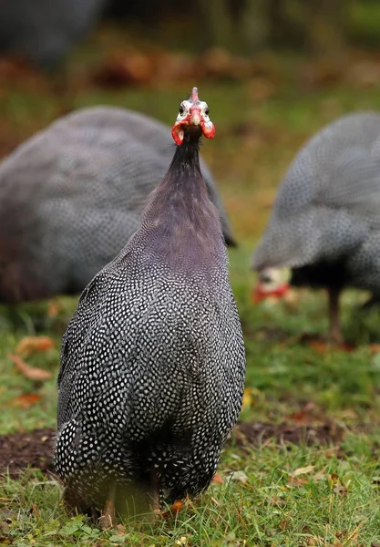 Гвинейская курица Numida meleagris — стоковое фото