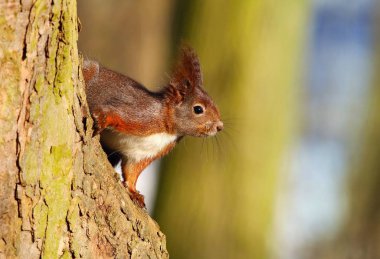Sevimli sincap ağaçta