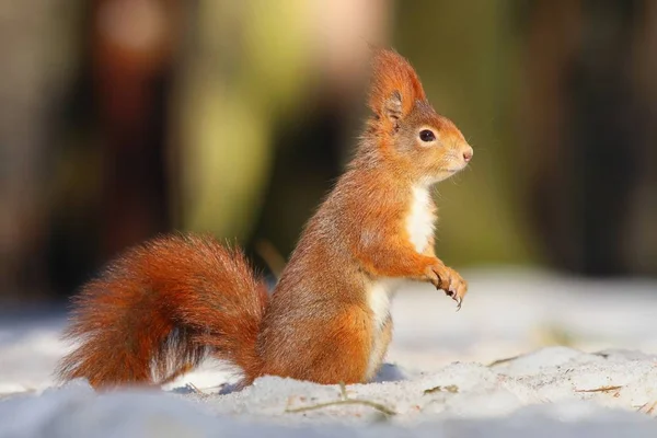 Niedliches Eichhörnchen auf Schnee — Stockfoto