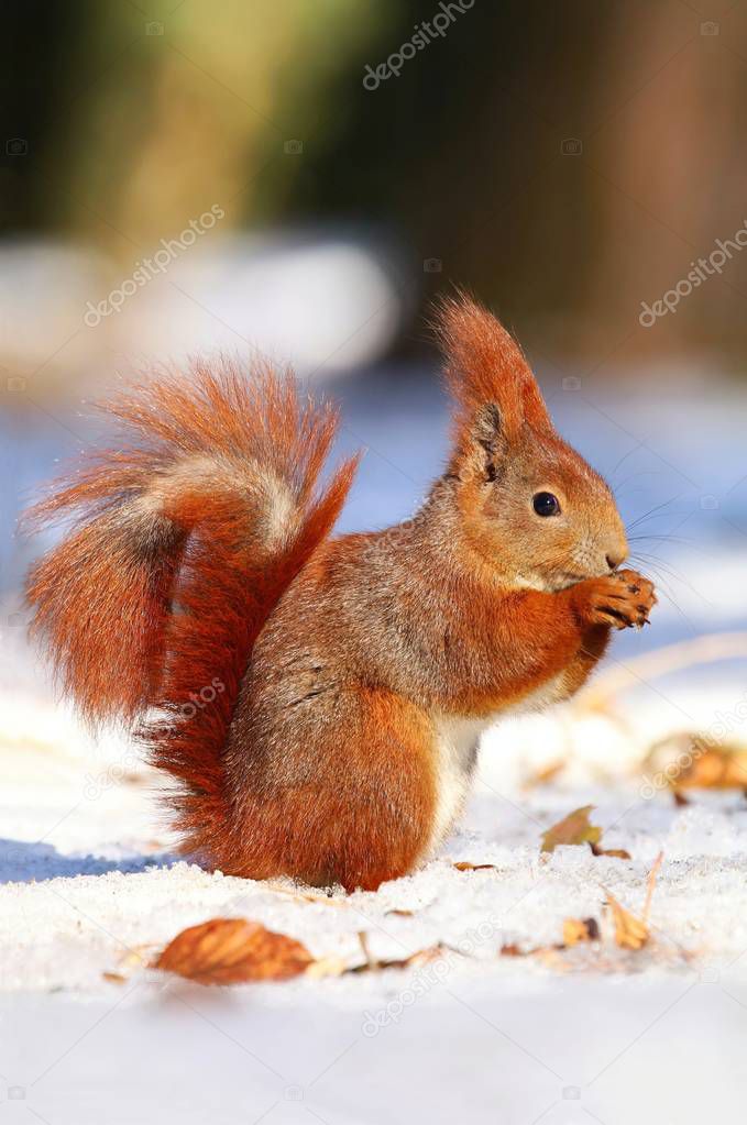 Red squirrel on snow