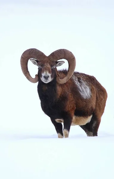 Mouflon ram in winter — Stock Photo, Image