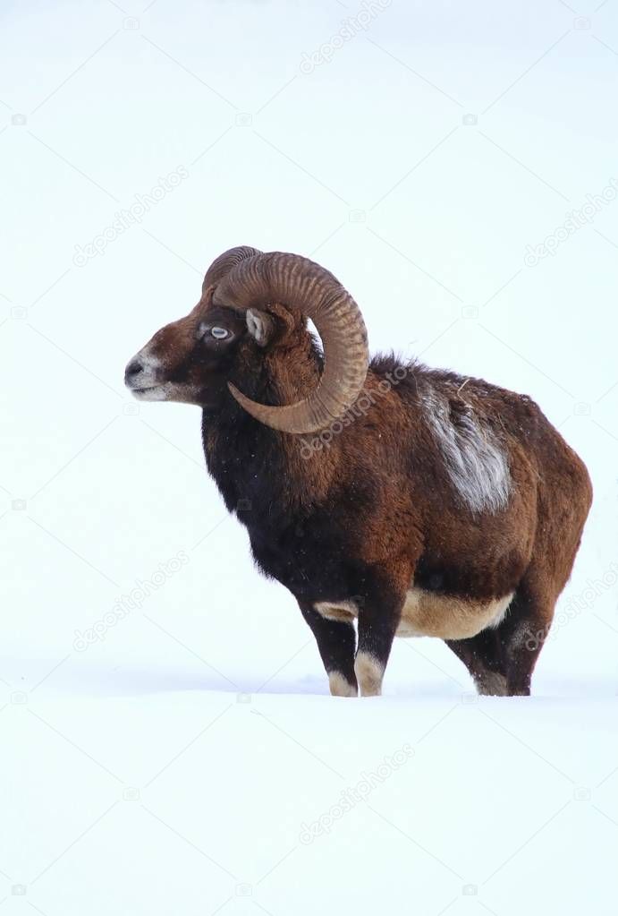 Mouflon male in winter