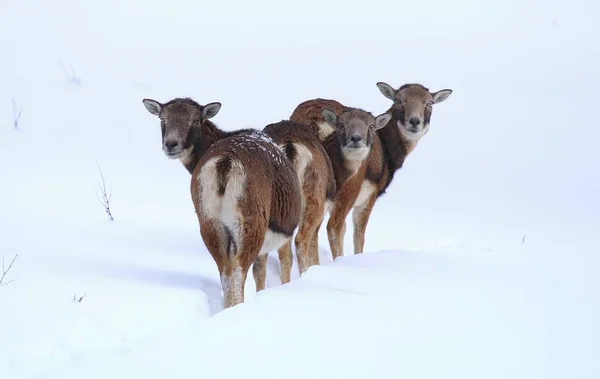 Mufflon-Weibchen im Schnee — Stockfoto