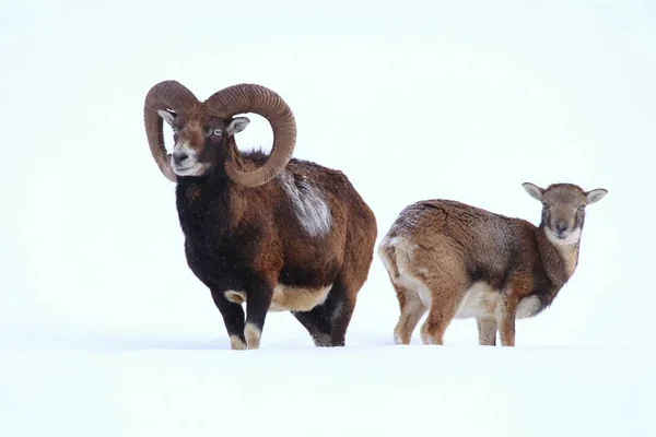Karda iki mouflons — Stok fotoğraf