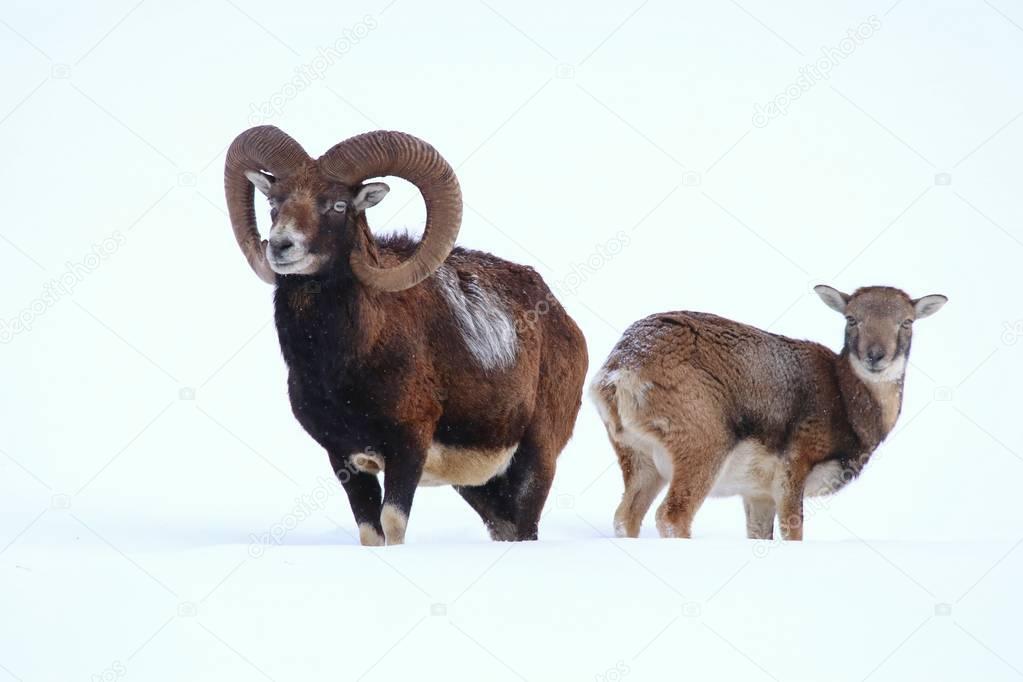 Two mouflons in snow