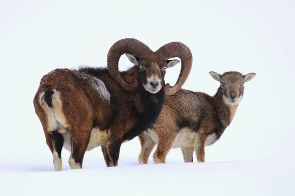 2 mouflons의 멋진 한 쌍 — 스톡 사진