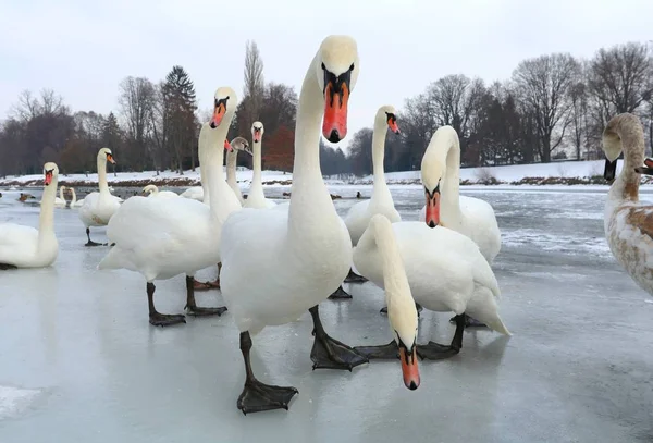 Cygnes sur glace — Photo