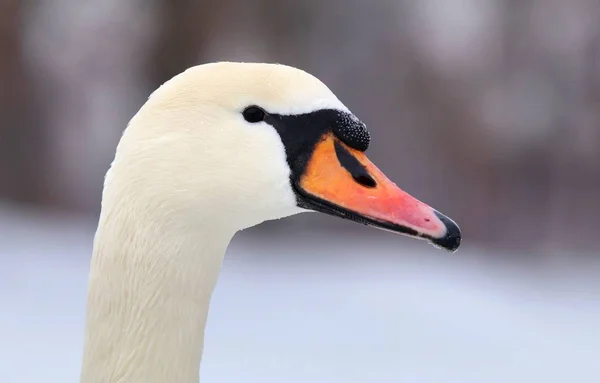 Porträt eines weißen Schwans — Stockfoto