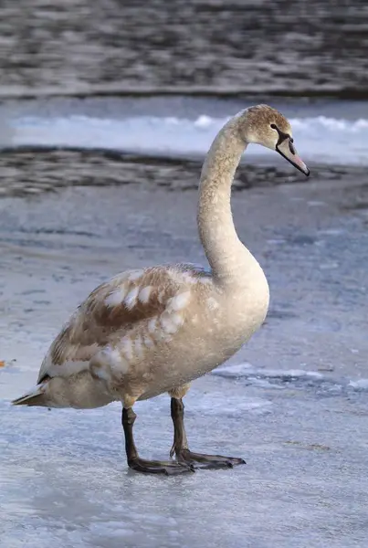 Joli jeune cygne — Photo