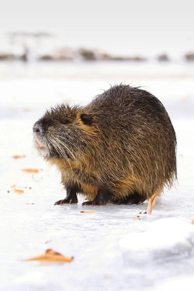 Hairy coypu on ice — Stock Photo, Image