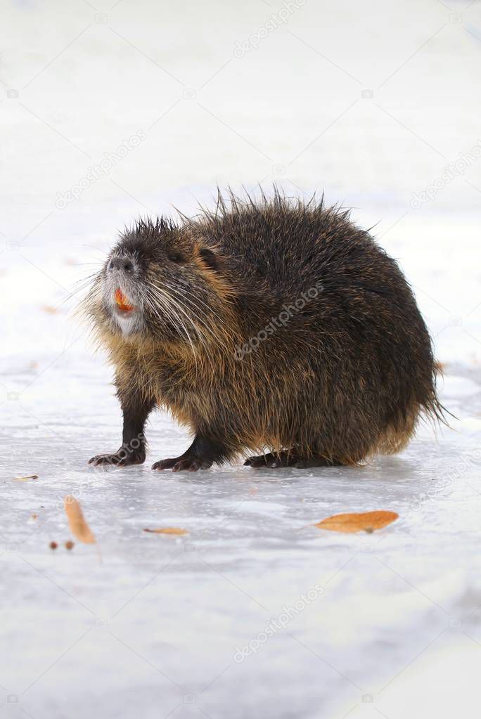 Hairy coypu sniffing