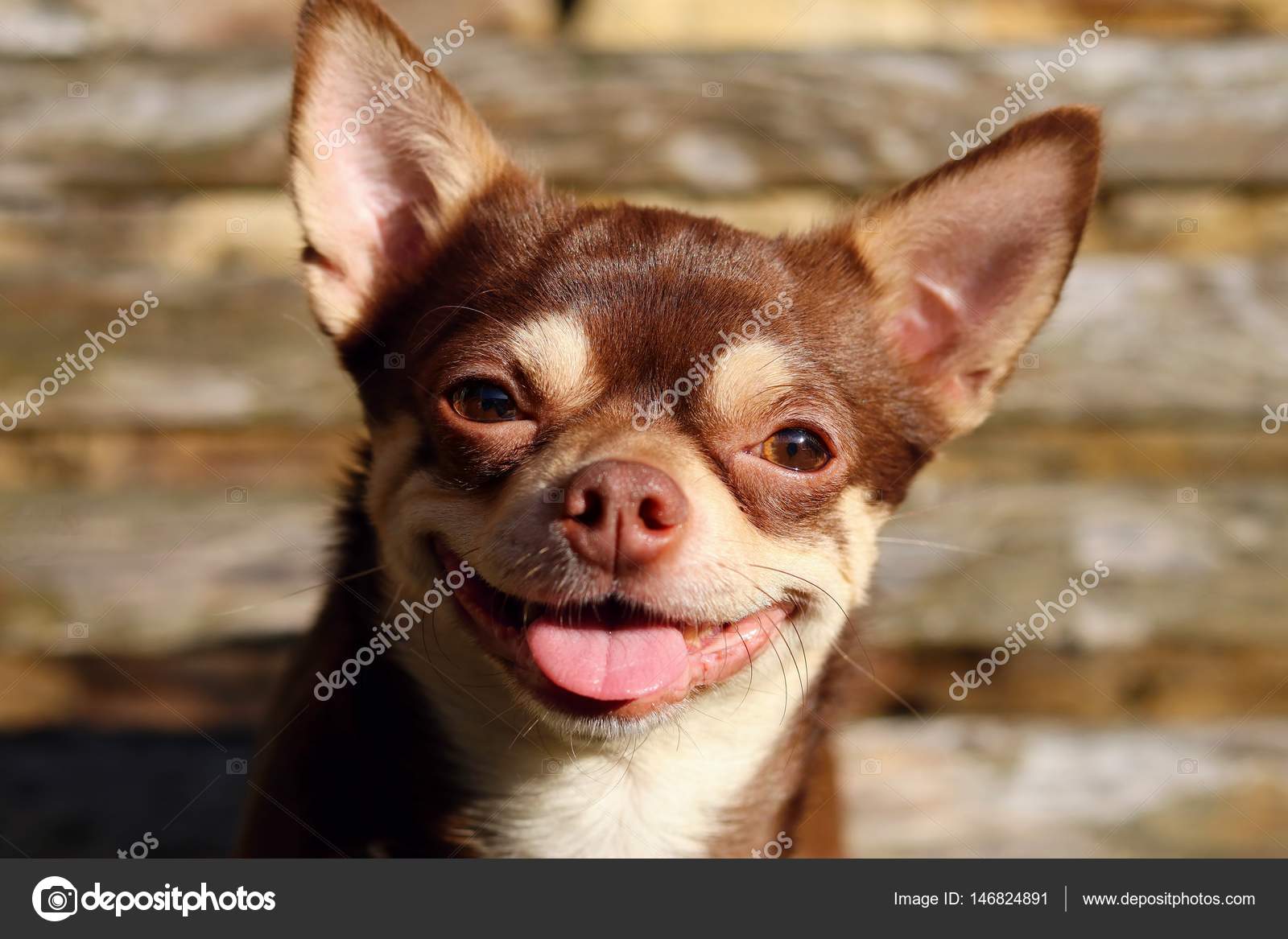 weird dog smile