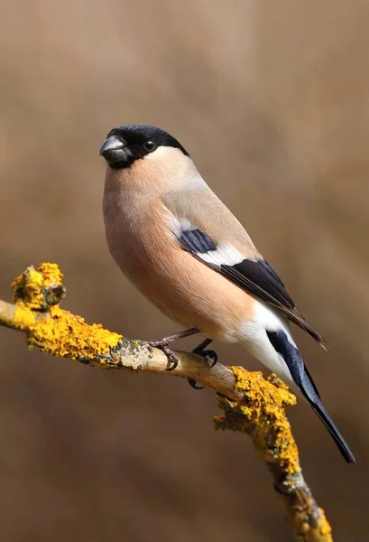 Bullfinch Pyrrhula pyrrhula female — Stock Photo, Image