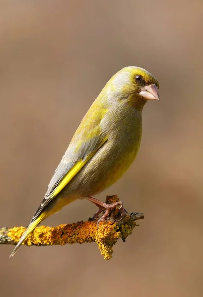 Green finch Carduelis chloris — Stock Photo, Image