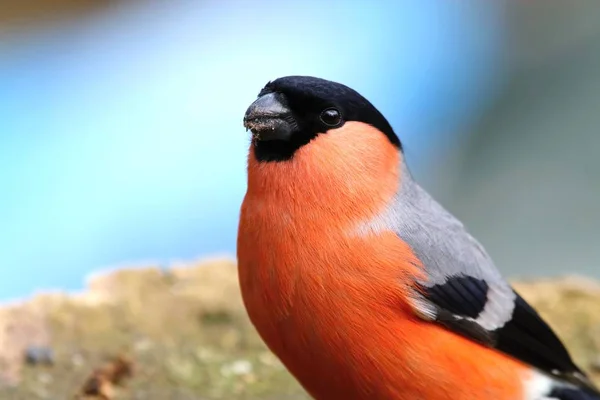 Pyrrhula pyrrhula portrait — Stockfoto