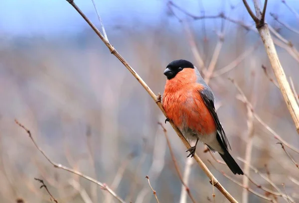 Bullfinch Pyrrhula pyrrhula — Stockfoto