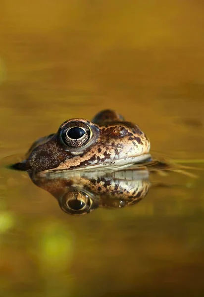 Brown frog in pond — Stock Photo, Image