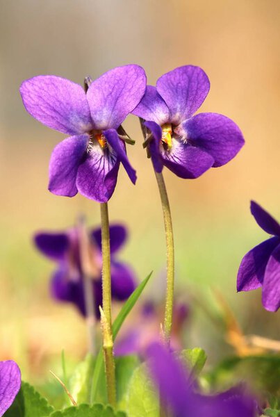 Healing Viola odorata