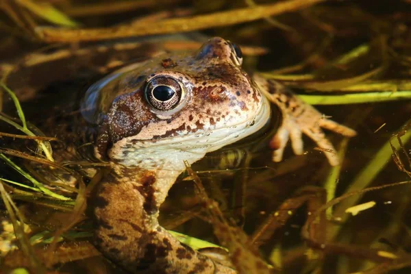 Frog Rana temporaria — Stock Photo, Image