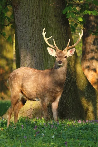 Red deer Cervus nippon — Stockfoto