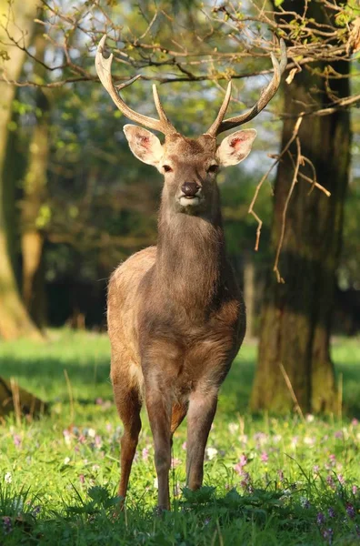 Cervo rosso maestoso Cervus nippon — Foto Stock