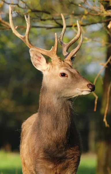 Červený portrét jelena — Stock fotografie
