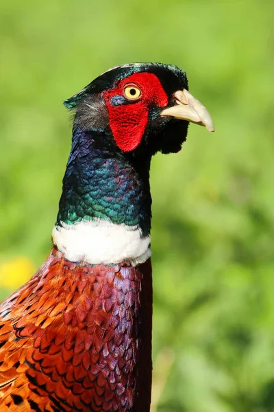 Motley pheasant portrait — Stock Photo, Image