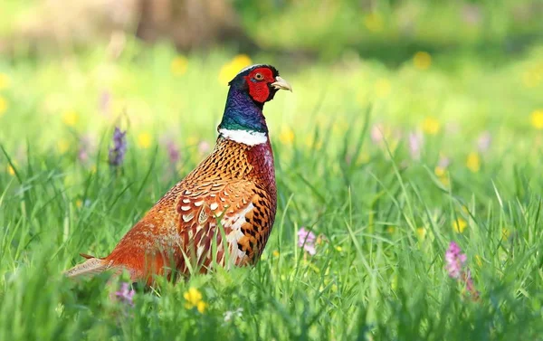 Faisán variopinto en primavera —  Fotos de Stock