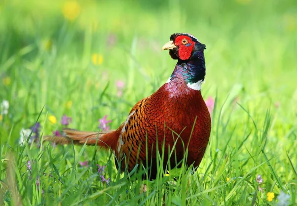 Beautiful motley pheasant — Stock Photo, Image