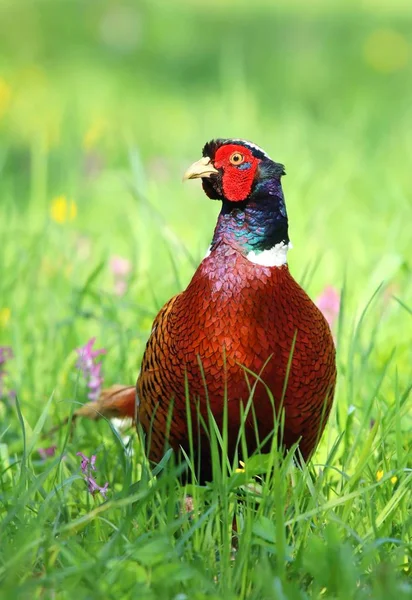 Majestic motley pheasant — Stock Photo, Image