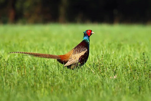 Phasianus colchicus tenebrosus — Foto de Stock