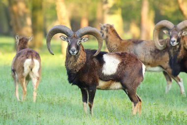 Mouflons bahar
