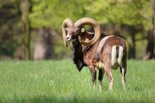 Musimon de ovis de muflon majestoso — Fotografia de Stock