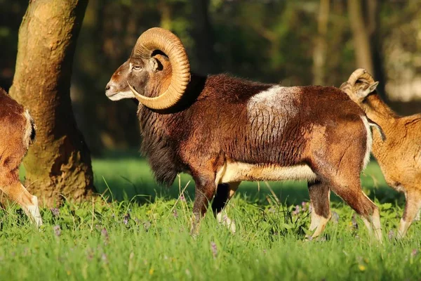 Horned macho mouflon — Fotografia de Stock