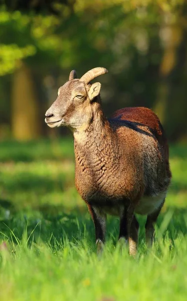 Unga ovis musimon — Stockfoto