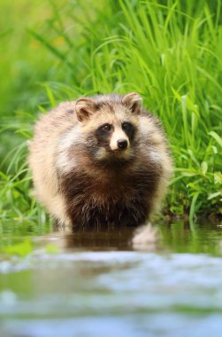 Rakun köpek Nyctereutes procyonoides