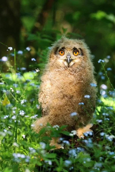 Young owl in flowers — Stock Photo, Image