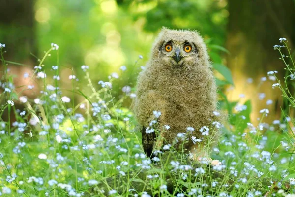 Söt horned owl i blommor — Stockfoto