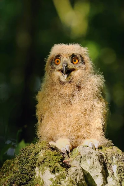 Búho de cuernos bebé — Foto de Stock