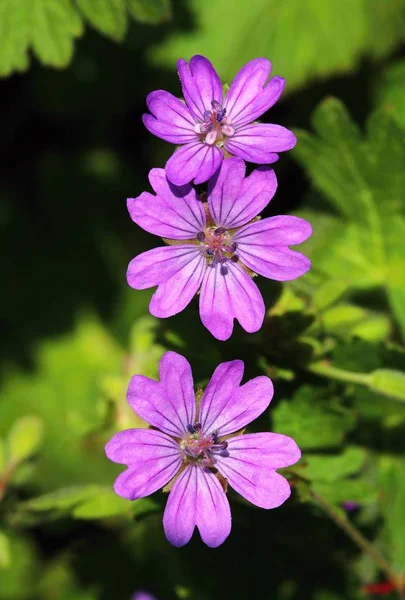 Mallow Malva sylvestris — Zdjęcie stockowe