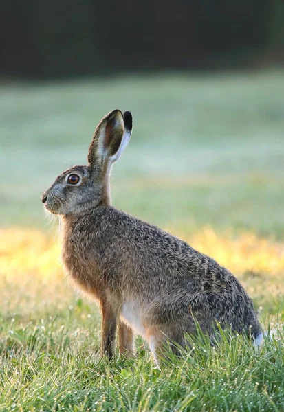 Yıldızın europaeus hare — Stok fotoğraf