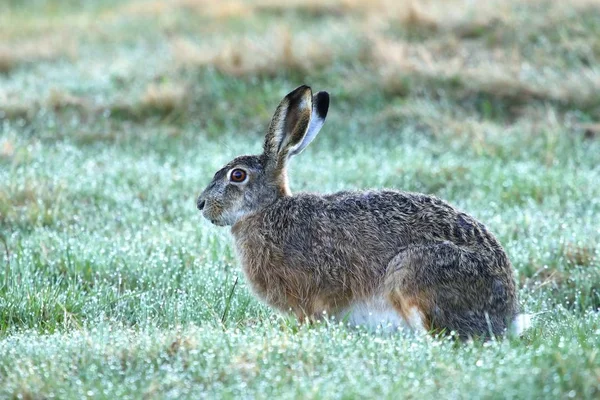 Tavşan tavşan europaeus — Stok fotoğraf