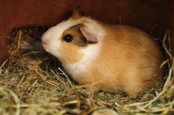 Conejillo de Indias joven — Foto de Stock