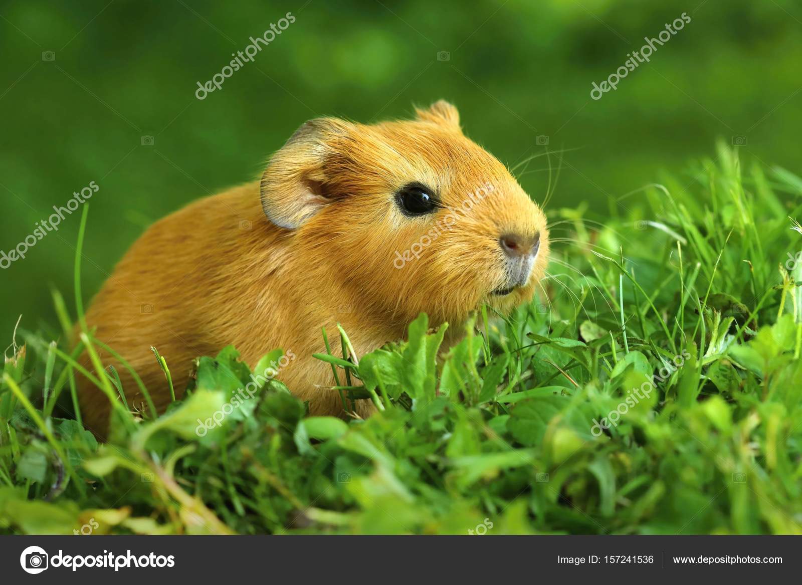 最高の動物画像 無料印刷可能可愛い モルモット 赤ちゃん 最高の動物画像 無料印刷可能可愛い モルモット 赤ちゃん