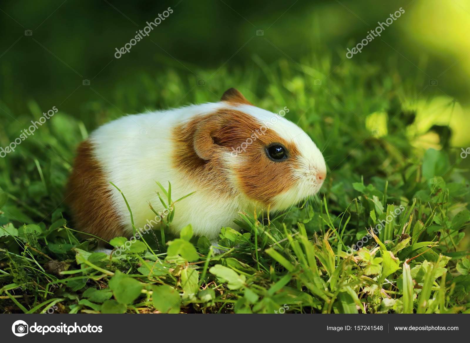 baby guinea pigs