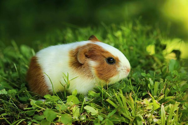 Baby guinea pig — Stock Photo, Image